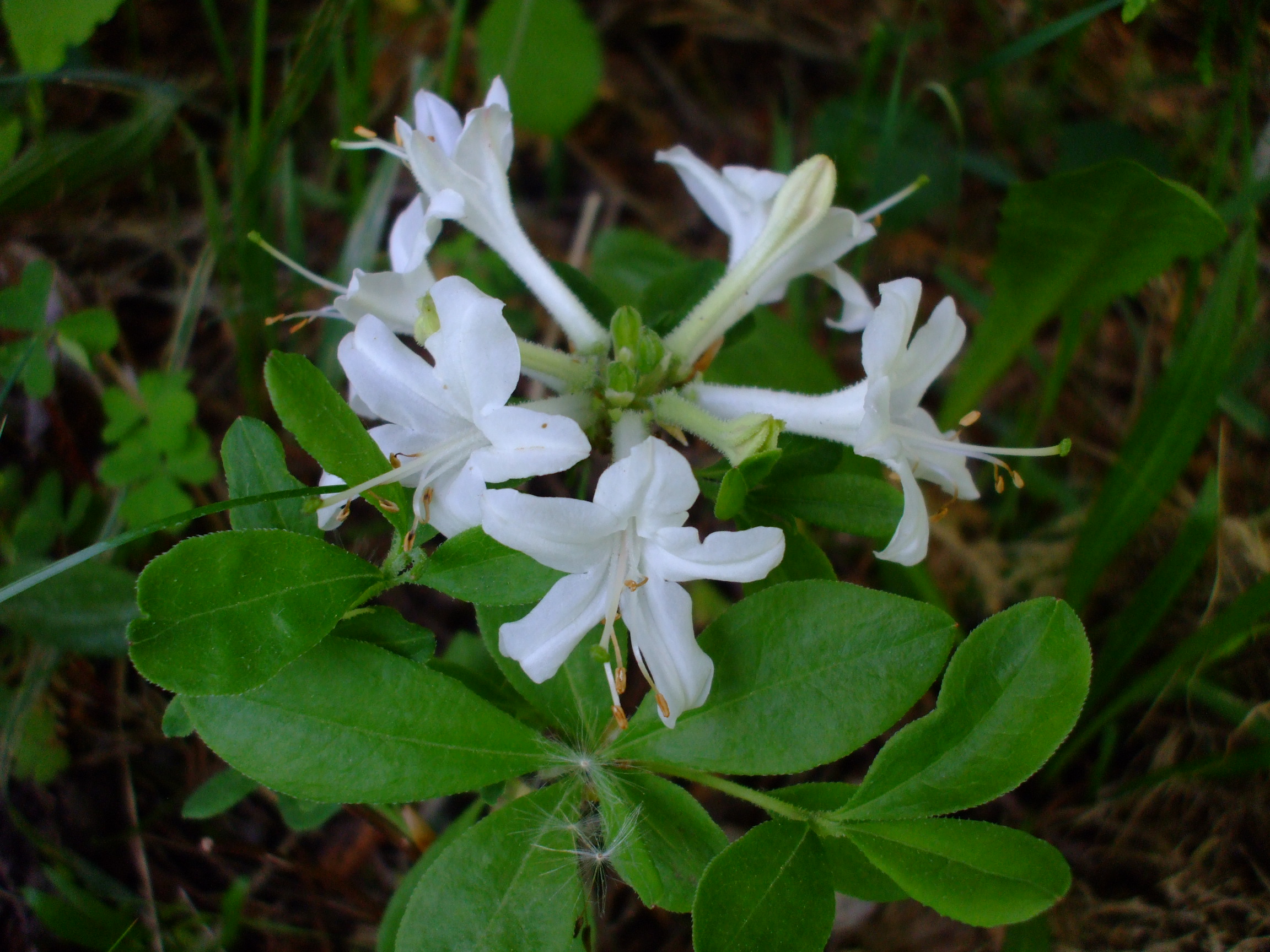 Rhododendron atlanticum